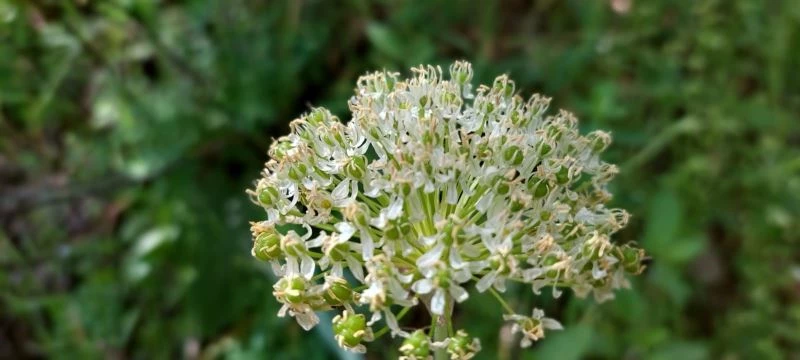Tunceli’de çiçek karakteri farklı yeni bir soğan türü tespit edildi
