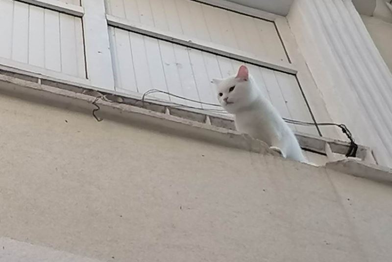 Balkon demirlerine sıkışan kediyi itfaiye ekipleri kurtardı
