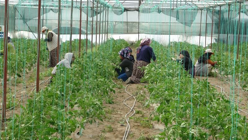 Isparta’nın Deregümü köyünde 1 milyon 200 bin domates fidesi toprakla buluşuyor
