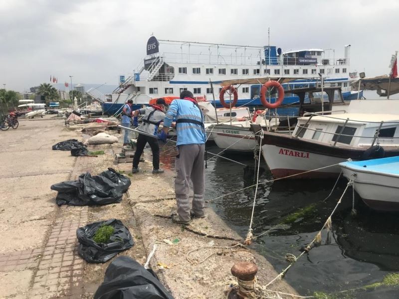 Körfez’deki deniz marulları temizleniyor
