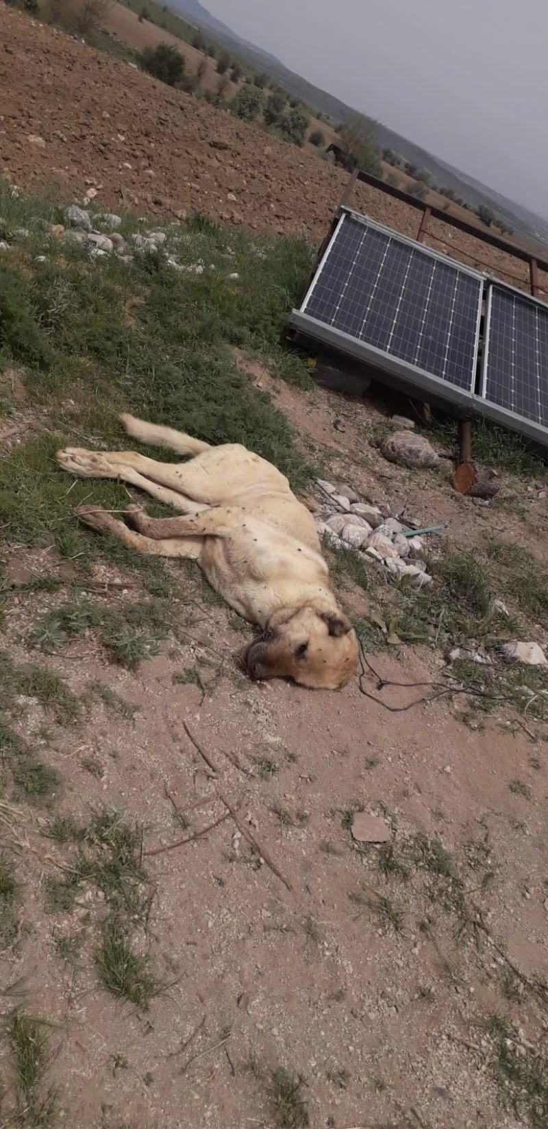 Çoban köpeklerinin eş zamanlı zehirlendiği iddiası
