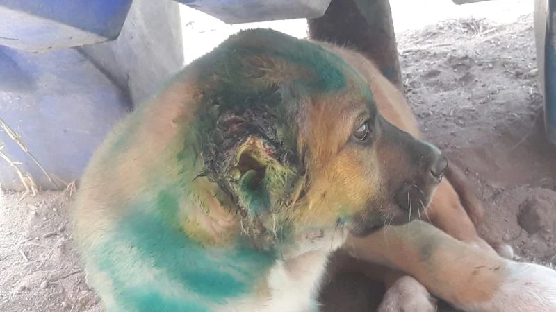 Kuşadası’nda yavru köpeğin kulağını kesip yola attılar
