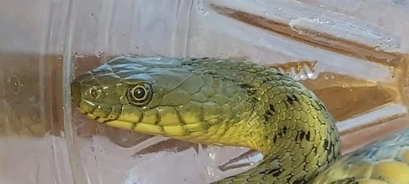 Civciv hırsızı yılan suçüstü yakalandı
