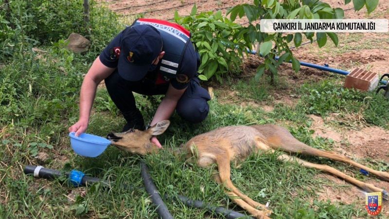 Yaralı karacaya jandarma şefkati
