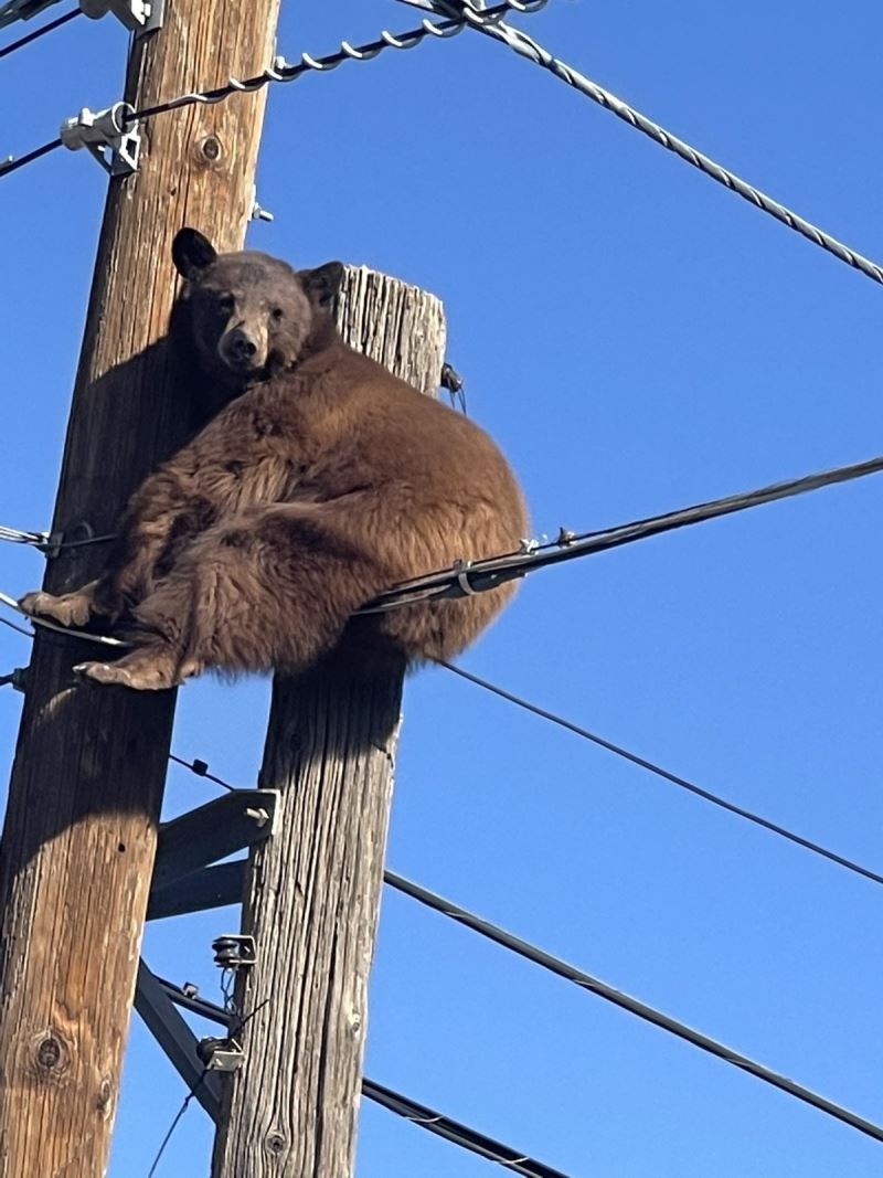 ABD’de elektrik direğinin tepesinde mahsur kalan ayı kurtarıldı
