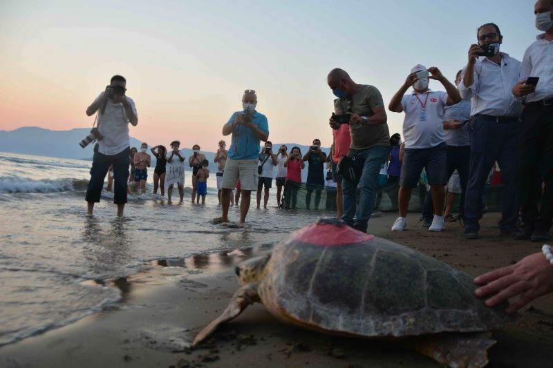 Yeşil Deniz Kaplumbağası ‘Talay’ tedavisinin ardından uydudan izlenecek

