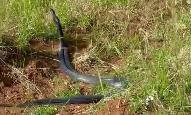 Yılanların dansı kamerada
