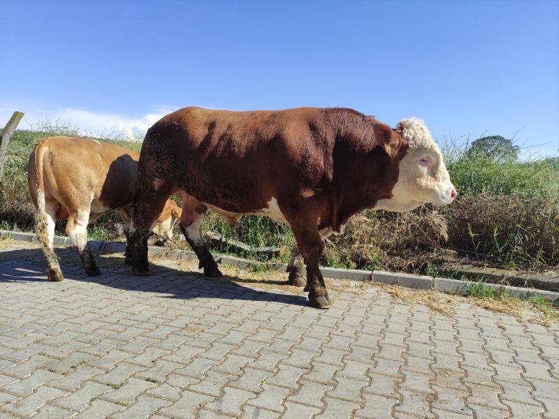 Çıktığı baskülü kıran canavar, ikinci el otomobil fiyatına satışta
