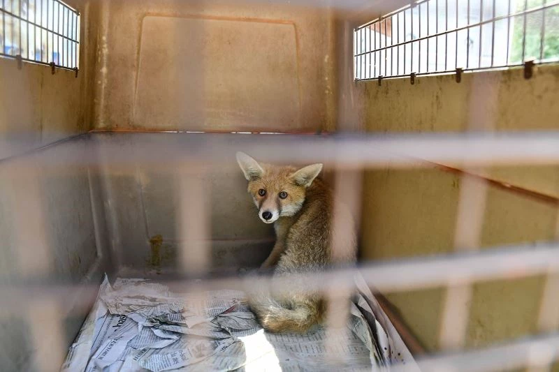 Girdiği işletmede yakalanan yavru tilki doğaya bırakıldı
