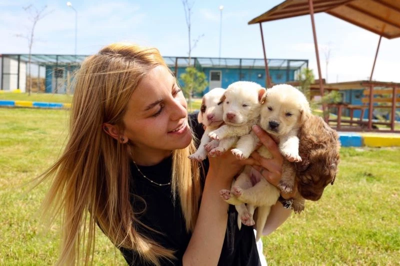 KAPEM’de hayvanseverler için “Yerel Hayvan Koruma Görevlisi Eğitimi” verilecek
