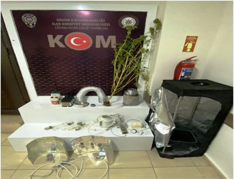 Evde hint keneviri yetiştirmiş
