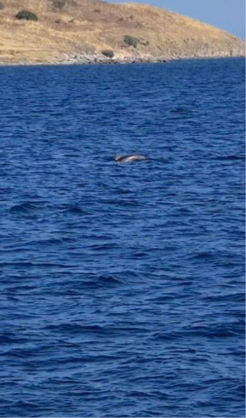 Çizgili Yunuslar Bodrum Açıklarında görsel şölen sundular
