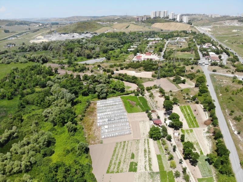 (Özel) Başakşehir’de binaların arasındaki bostan görenleri şaşırtıyor
