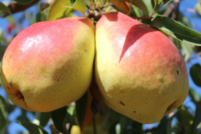 Eğirdir MAREM’in 6 Armut Çeşidi Tescillendi
