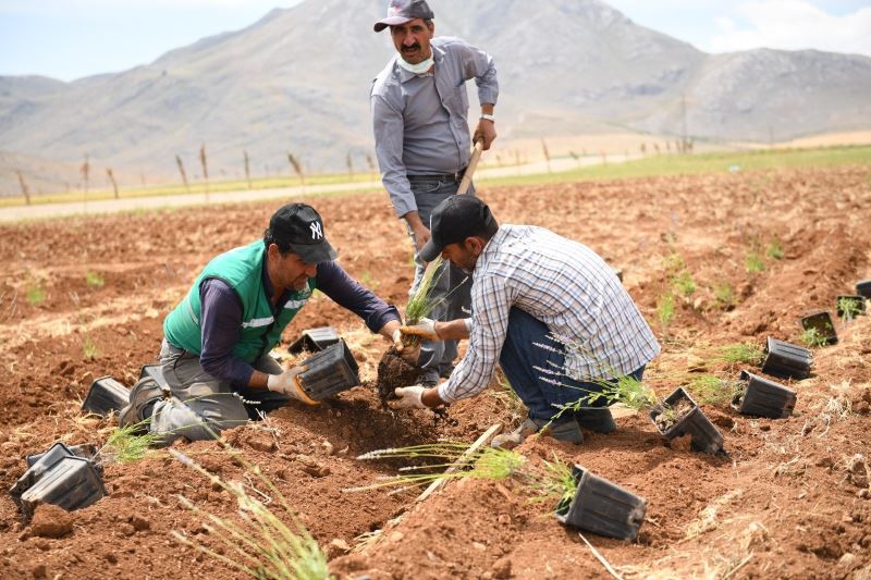 Elbistan’da lavanta vadisinde 3.etap fide dikimi başlandı
