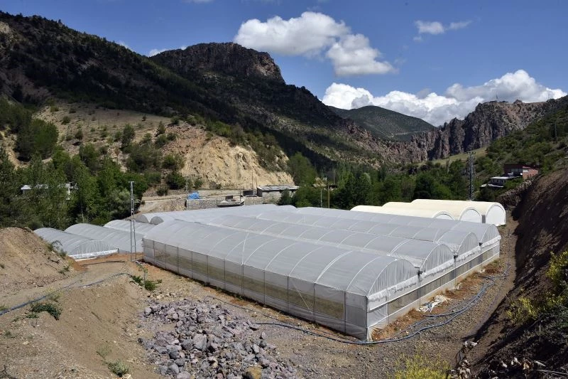 Gümüşhane’nin en büyük sera alanı Torul’da oluşturuldu
