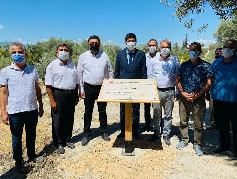 1300 yıllık anıt ağacına sahip Mut’a 3 anıt ağaç daha tescillendi
