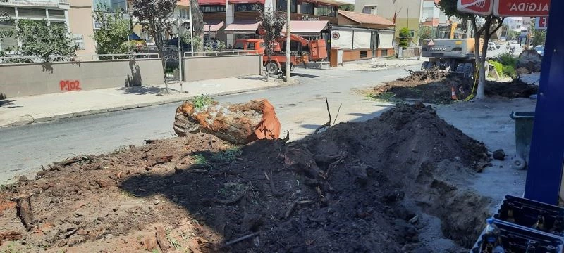 Dikili’de 80 yıllık okaliptüs ağaçları kesildi
