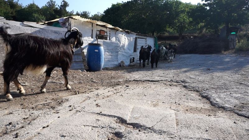 Foça’da kara keçi sayısı azaldı
