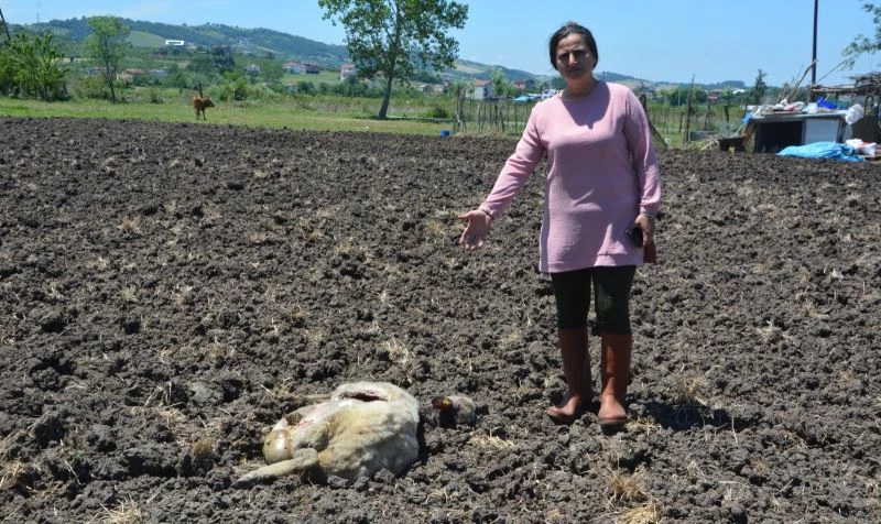 Köpekler evin bahçesindeki tavşan, tavuk ve koyunları telef etti
