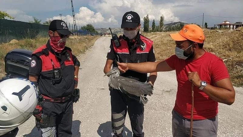Yaralı gri balıkçıl kuşa polisten şefkat eli
