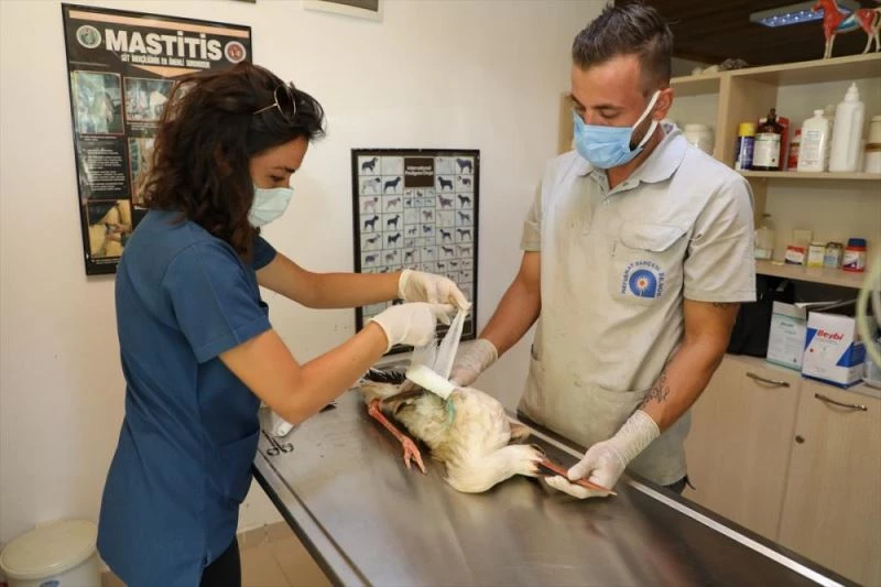 Antalya Hayvanat Bahçesi