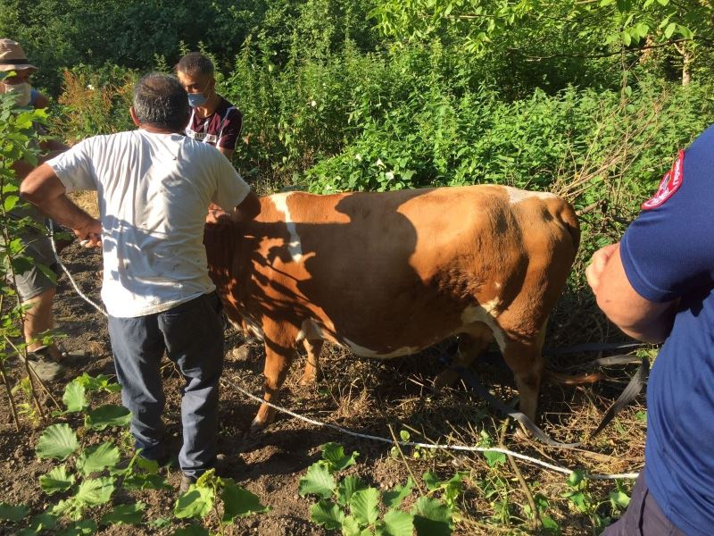 Ağacın arasına sıkışan inek itfaiye ekiplerince kurtarıldı
