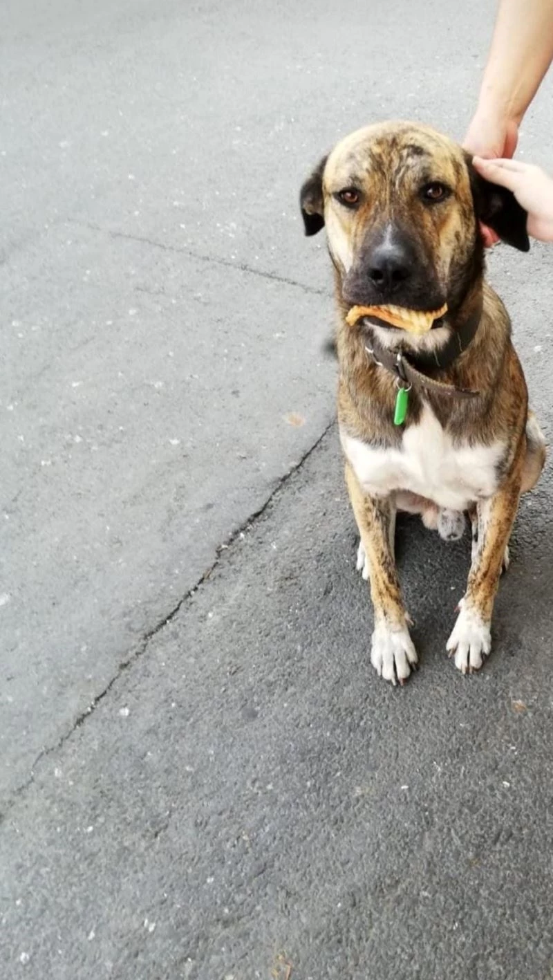 (Özel) Köpeğe çarptı umursamadan kaçtı
