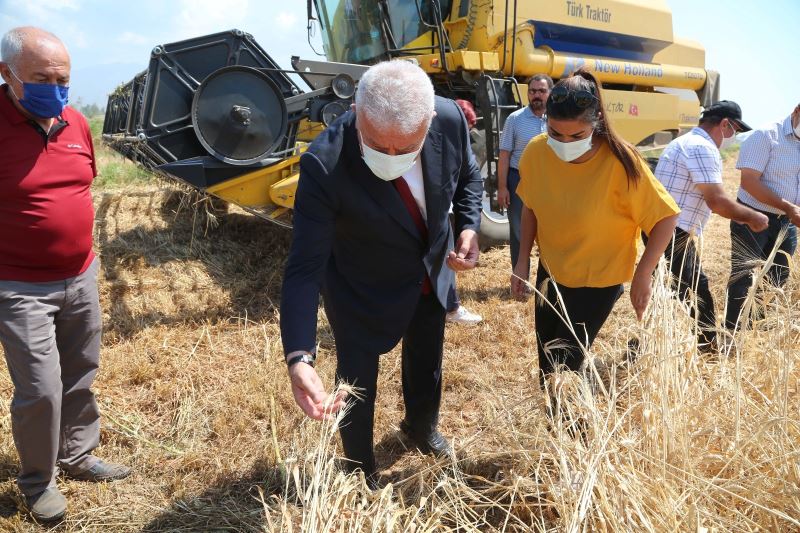 Başkan Atay’dan Karakılçık Buğdayı hasadı
