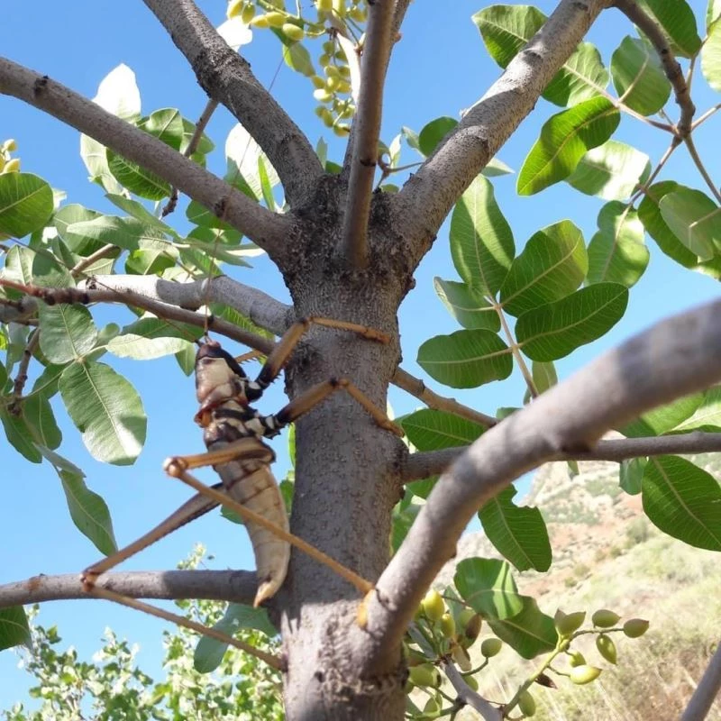 Siirt’te etçil çekirge görüldü
