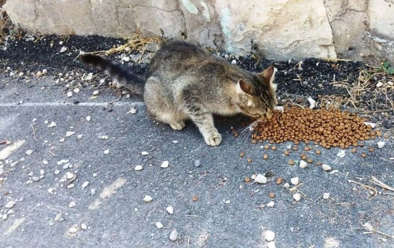 Safranbolu Belediyesi can dostlarını unutmuyor
