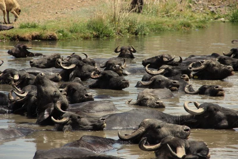 Erzurum’da mandaların keyifli göl banyosu
