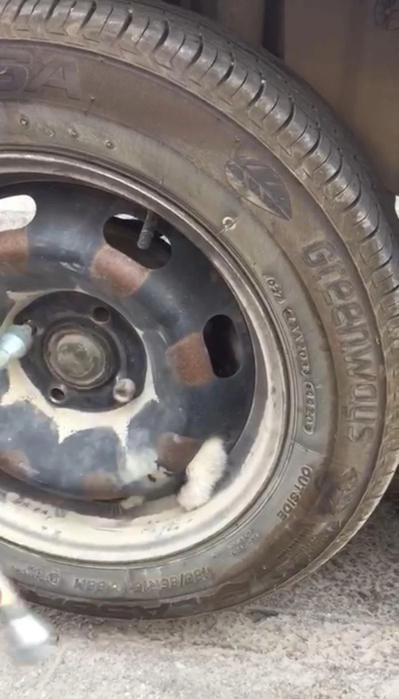 Sıkışan yavru kedi, tekerlek sökülerek kurtarıldı
