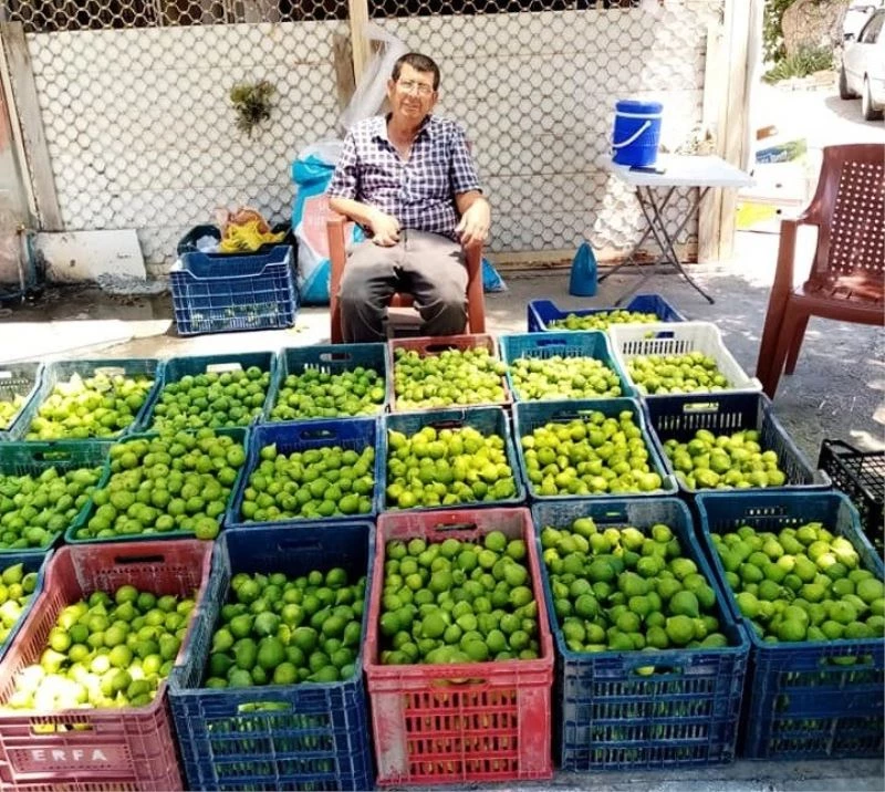 Aydın’da ’ilekleme’ dönemi devam ediyor
