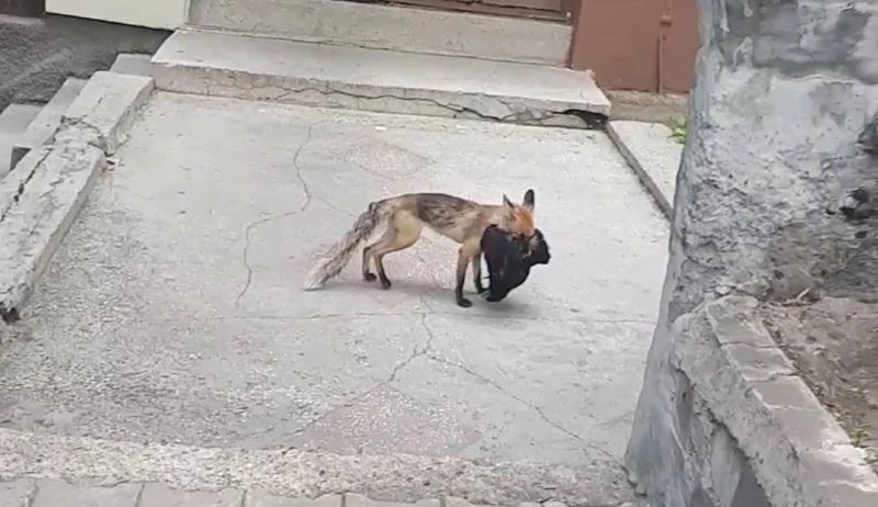 Aç kalan tilki şehre indi, avladığı tavuğu kaçırırken böyle görüntülendi
