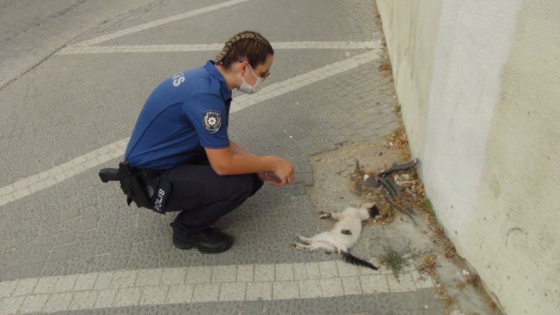 (ÖZEL) Kadın polis, bir aracın çarpıp kaçtığı yavru kedinin başından dakikalarca ayrılamadı

