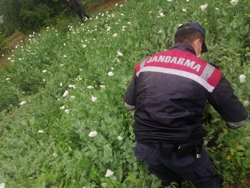 Sakarya’da yasadışı ekilen 6 bin 785 kök haşhaş ele geçirildi
