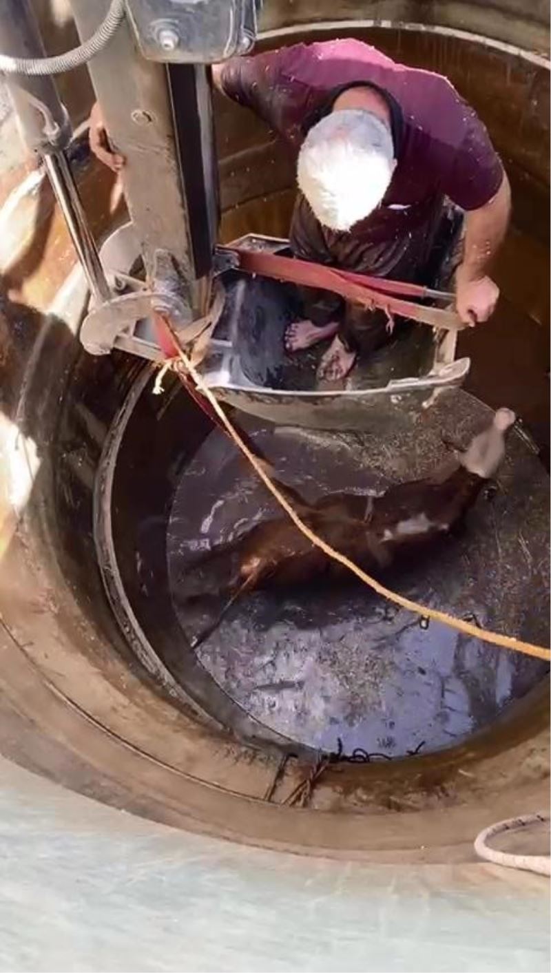 Diyarbakır’da 7 metrelik su kuyusuna düşen boğa, iş makinesiyle kurtarıldı
