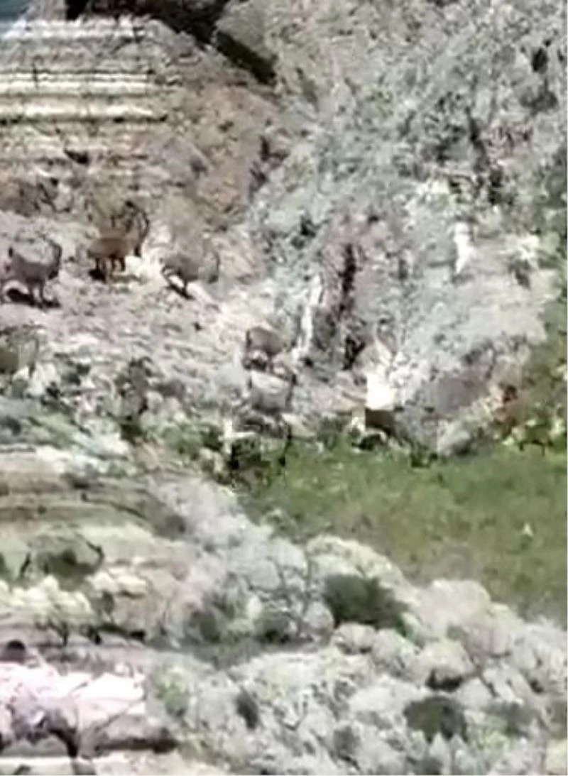 Tunceli’de çengel boynuzlu yaban keçi sürüsü görüntülendi
