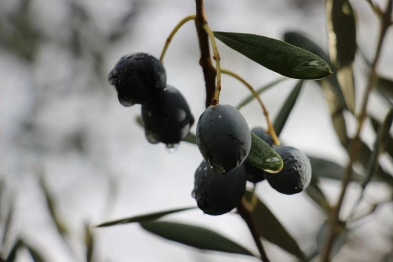 Efeler İlçe Tarım Müdürlüğü’nden ÇKS uyarısı
