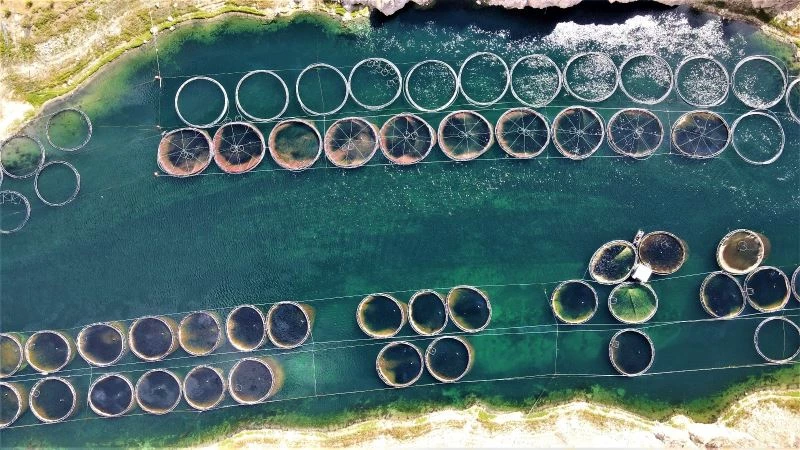 Türkiye’nin üretim merkezi Elazığ’dan dünyaya Türk Somonu
