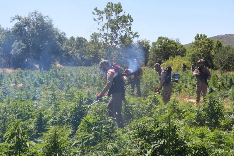 İçişleri Bakanlığı, Diyarbakır’da 22 milyon kök kenevir ele geçirildiğini duyurdu
