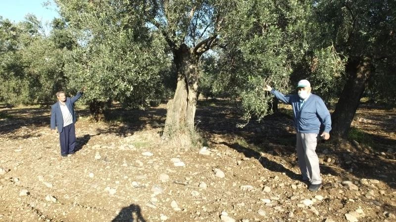 Burhaniye’de Haziran yağmurları zeytine ilaç oldu
