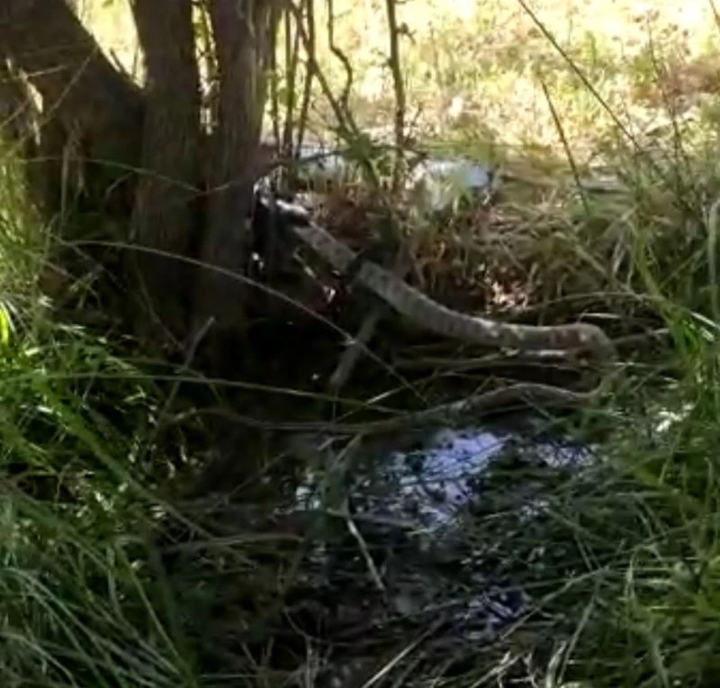 2 metrelik siyah yılanın, kendi boyundaki gri benekli yılanı yemesi saniye saniye telefona yansıdı
