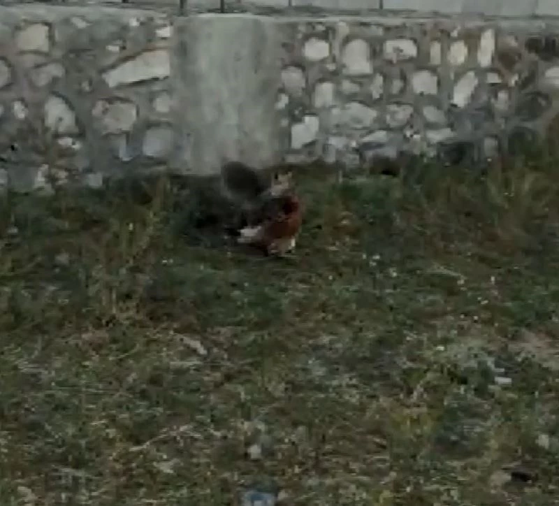 Vatandaşın, tavuğunu yiyen tilki ile diyaloğu güldürdü
