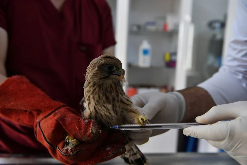 Yavru kerkenez tedavi altına alındı
