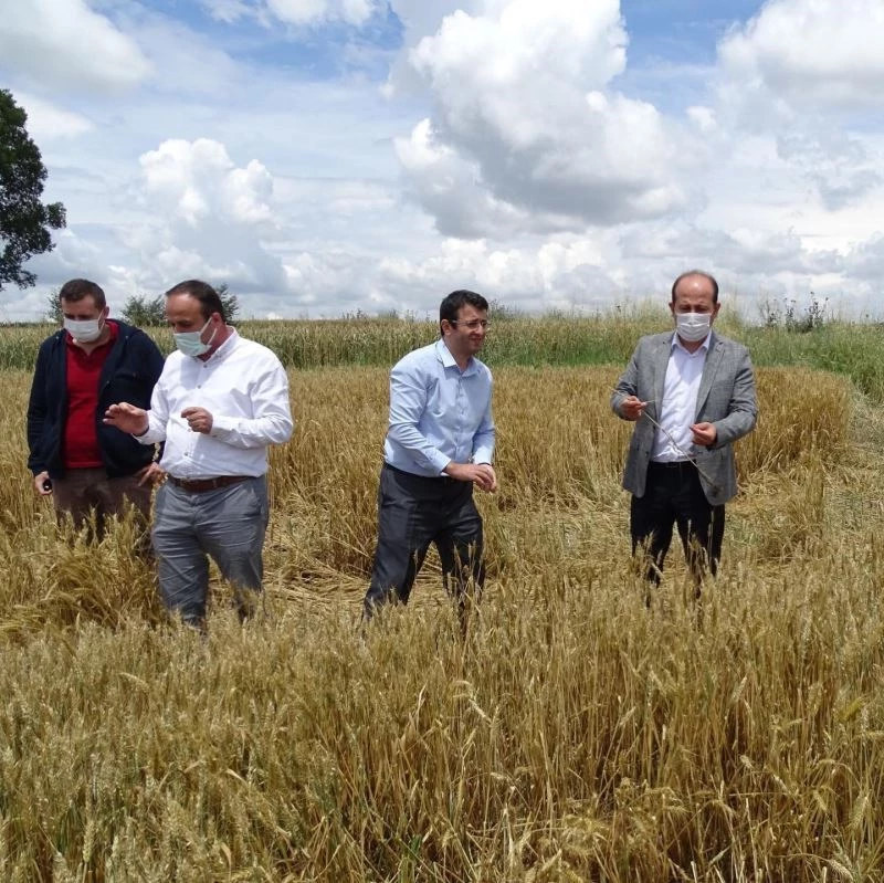 Tarım ve Orman İl Müdürü Öcal’dan dolunun vurduğu ekili alanlarda inceleme
