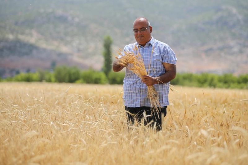 Bankacılığı bıraktı atalık buğday tohumlarının ekimini yapıyor