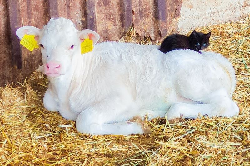 Kara kedi ile ak buzağının dostluğu yürekleri ısıttı
