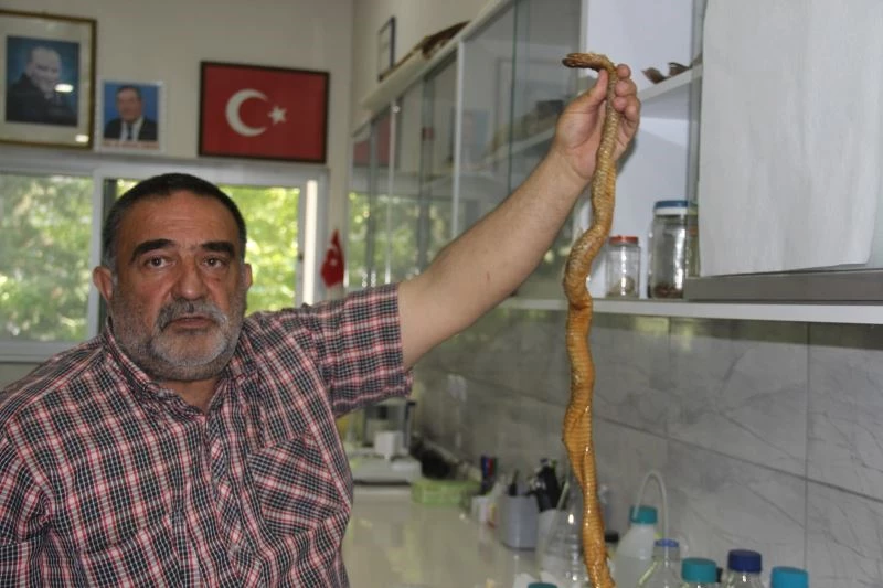 Depremler yılanların da yaşam alanlarını bozdu, ekolojik dengesizlik popülasyonu arttırdı
